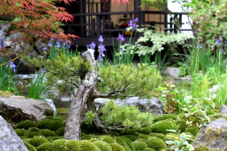 Chelsea Flower Show 2018-14