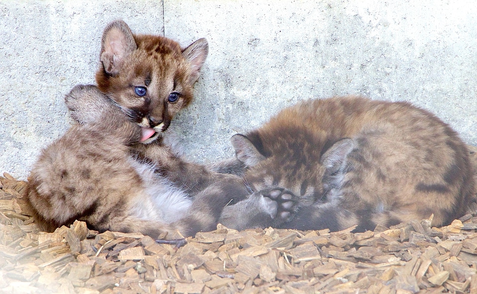 Predator puma young