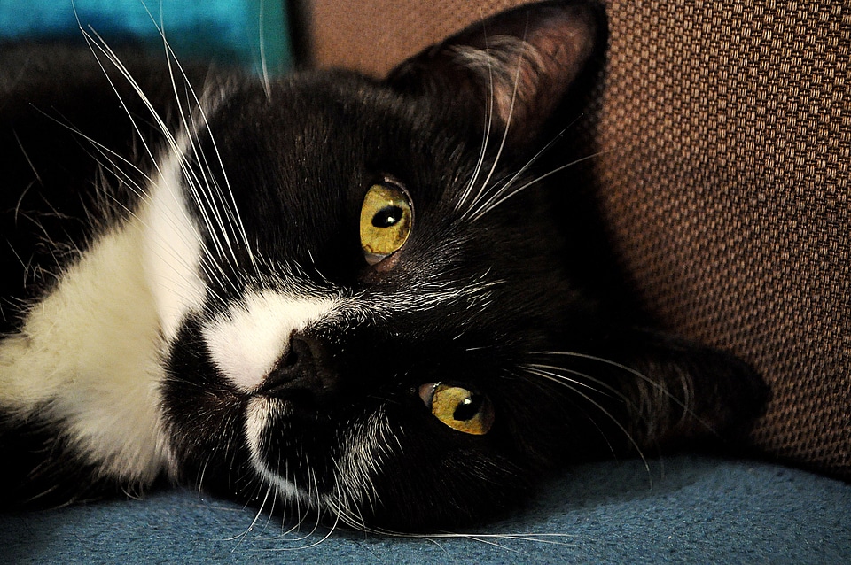 Animal pet cute