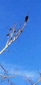 Day 299 birds of a feather