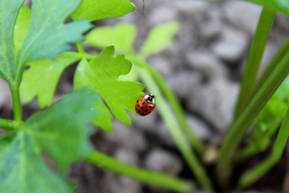 Ladybug