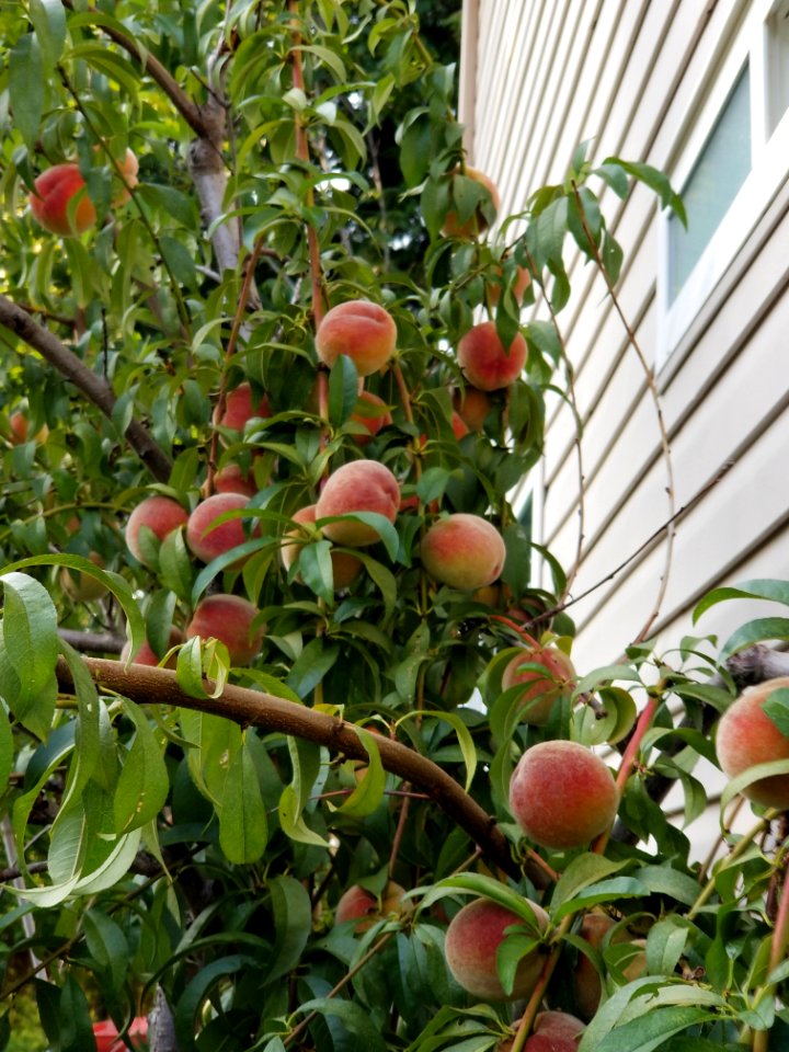 Day 198 peach cascade