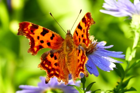 Polygonia c-album