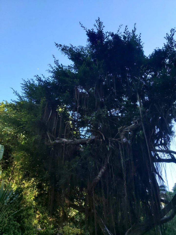 Barbados