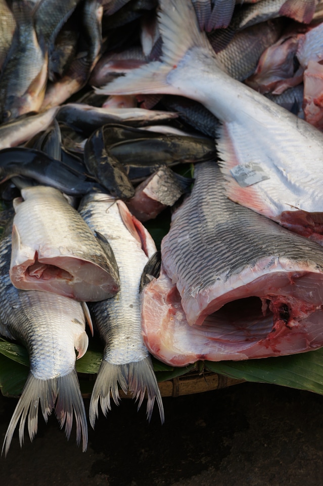 Food eat fish market