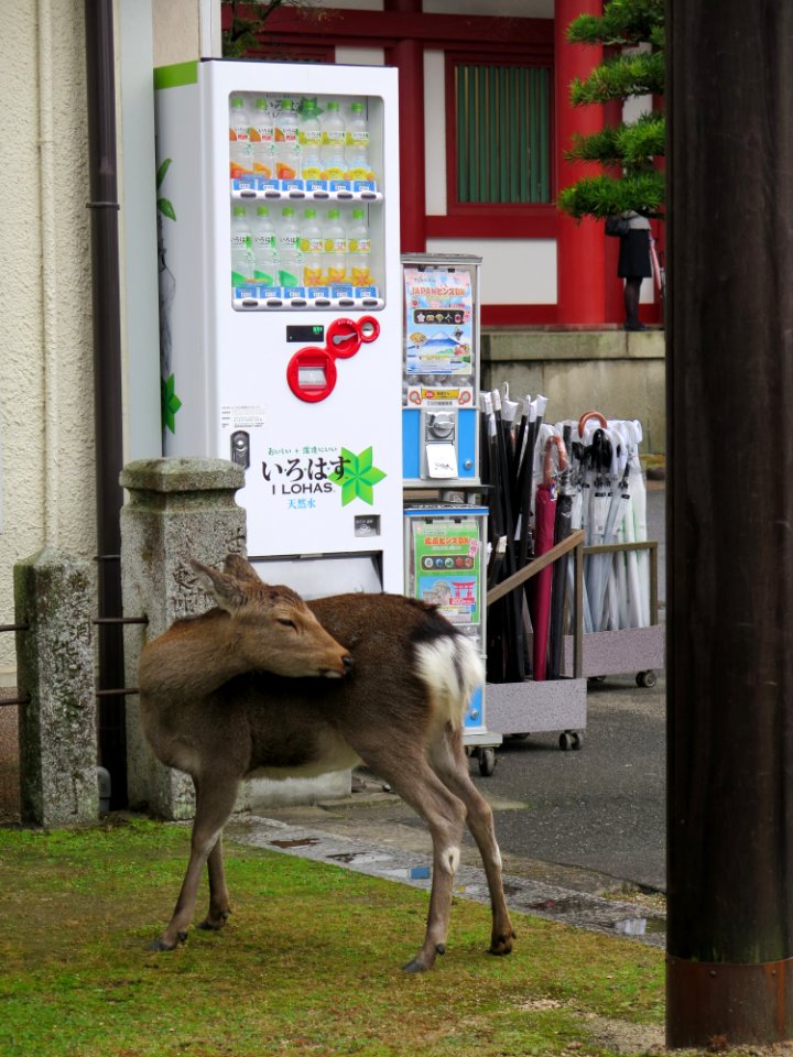 Japan in a nutshell