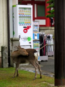 Japan in a nutshell