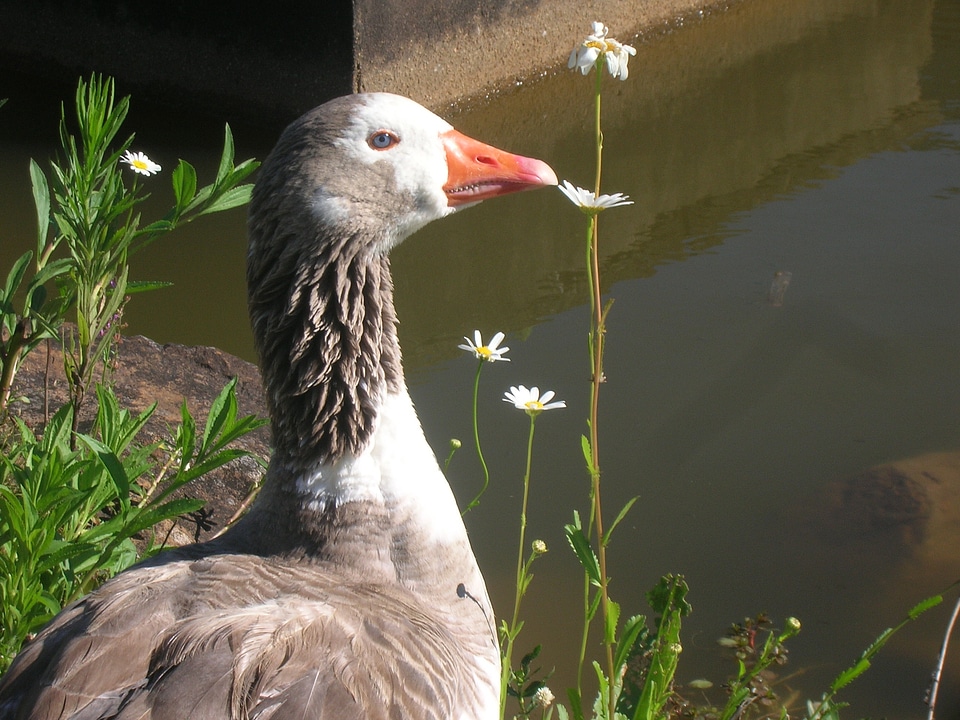 Duck nature flowers