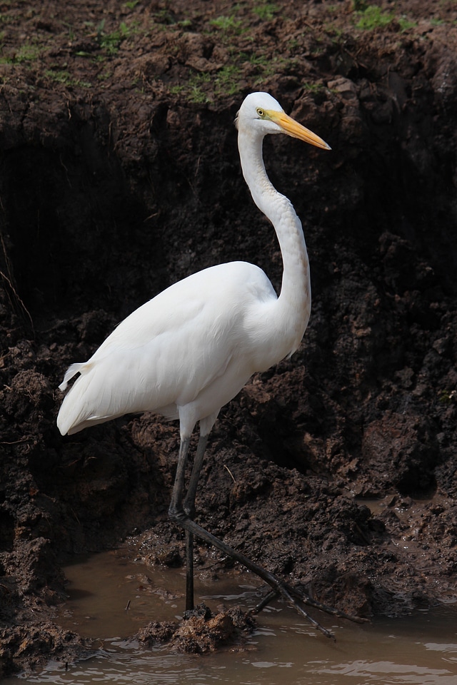 Nature animals wild