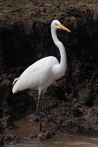 Nature animals wild