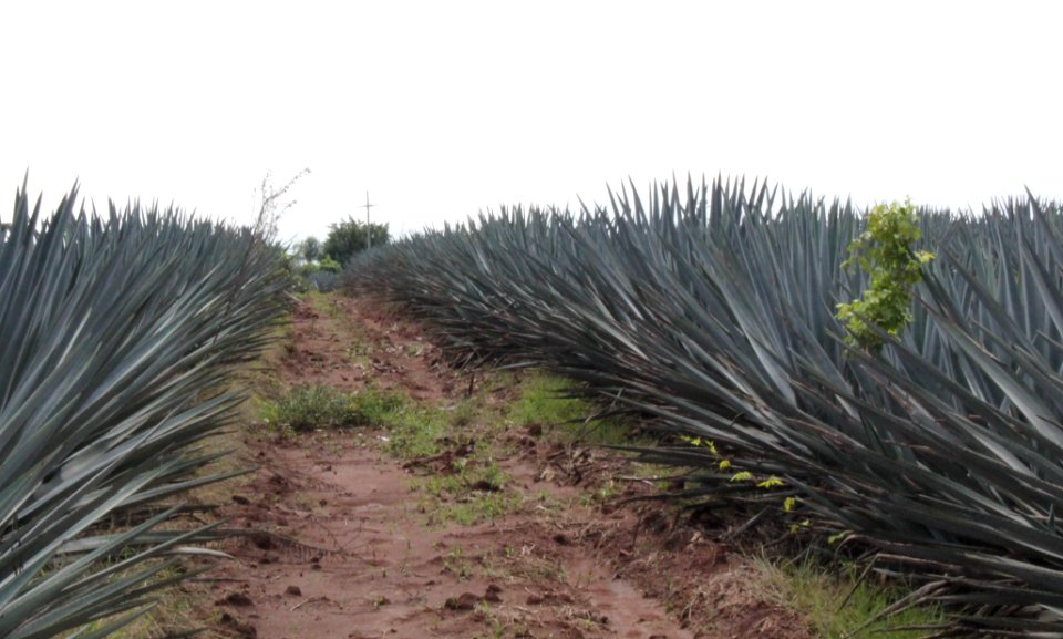 Guadalajara Tequila Agave 02