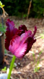 purple tulip photo