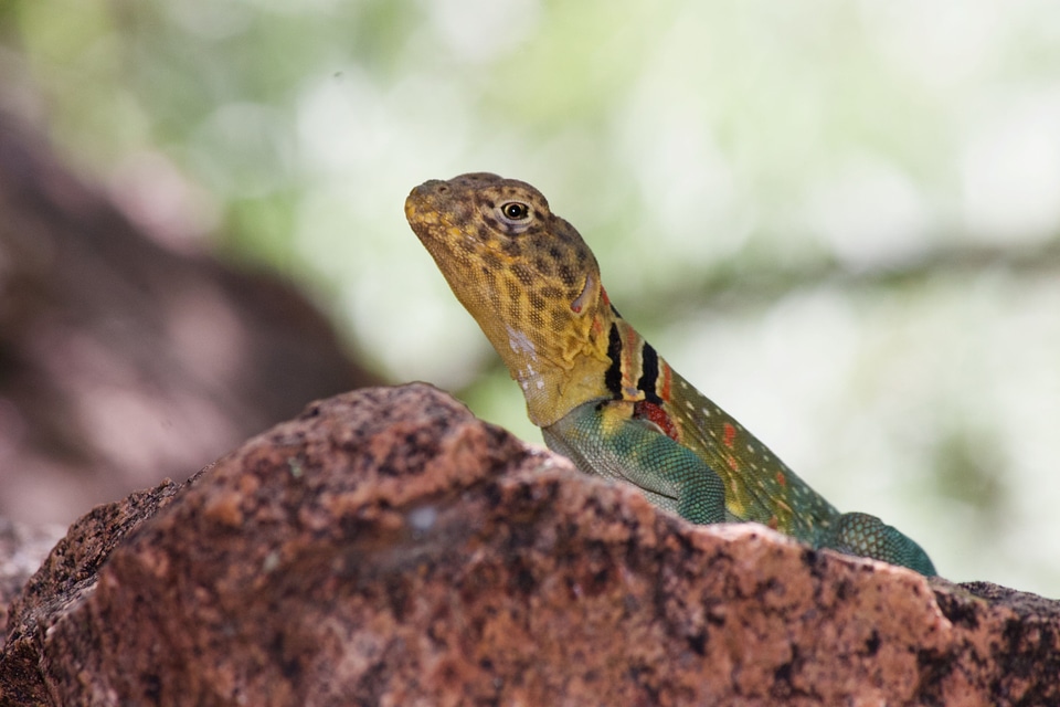 Quartz mountain state park lizard boomer