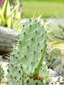 Plant drought green