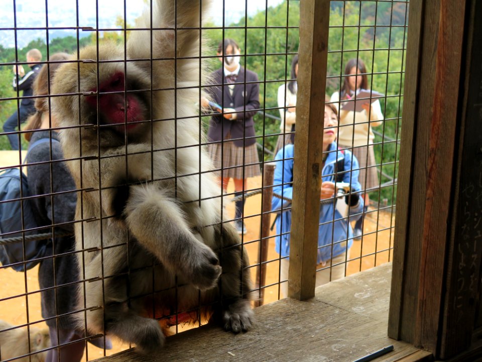 Higashiyama monkey park, Kyoto