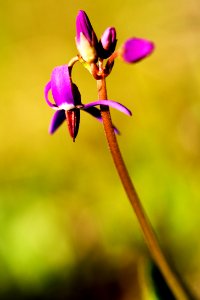 shooting star in toolik photo