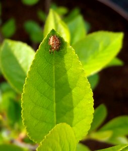 #365 spiderOnDwarfCherry