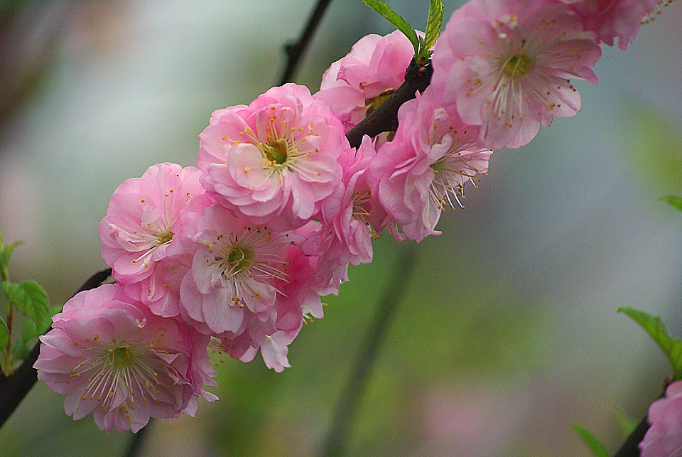 Flourishing flowering spring