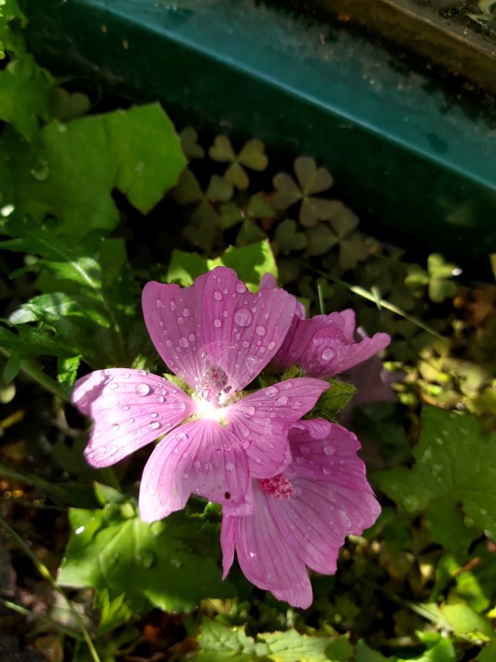 Day 256 photogenic flower