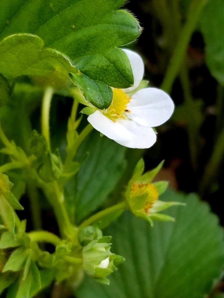 Day 129 strawberry potential
