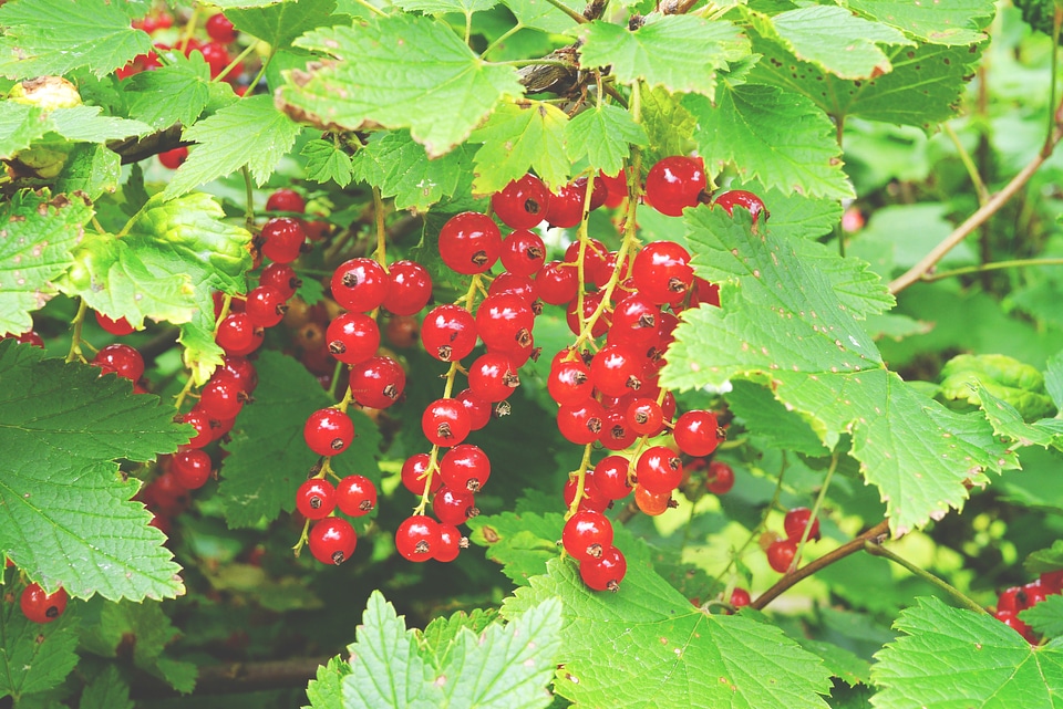 Soft fruit red garden currant
