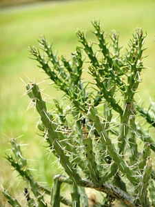 Plant drought green