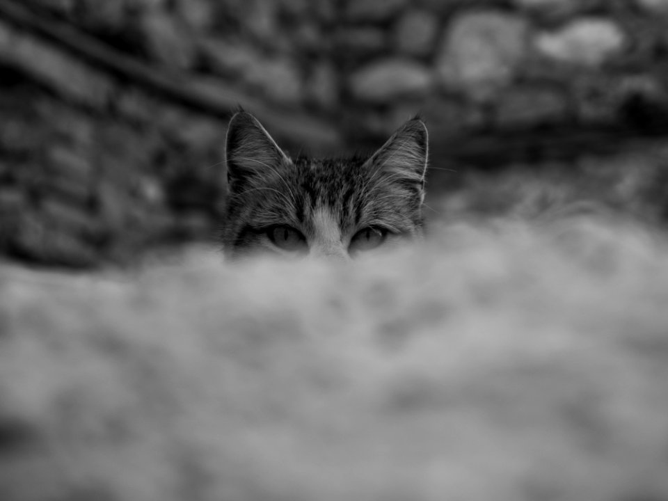 Cat of Nafplio