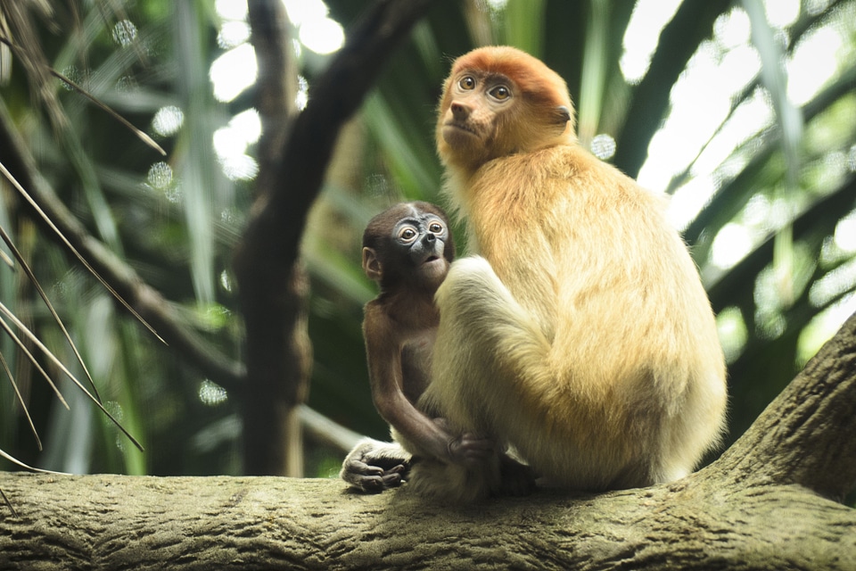 Proboscis mammal primate