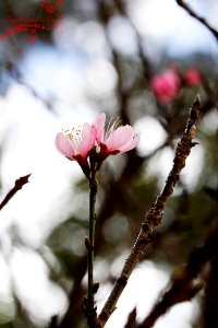 Da Lat