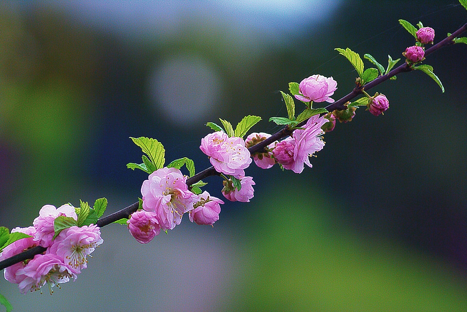 Flourishing flowering spring