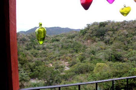More from the Botanical Gardens