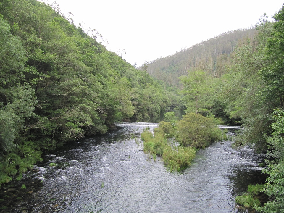 Arboleda water forest