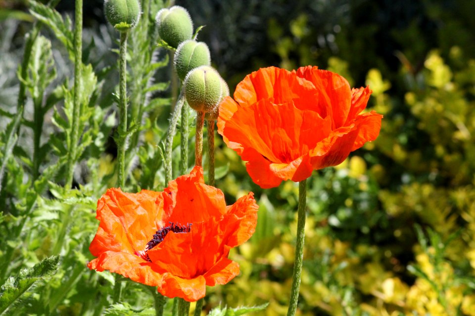 poppies