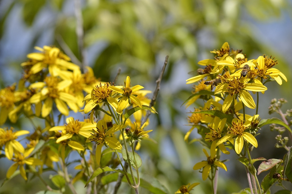 Flower bee yellow
