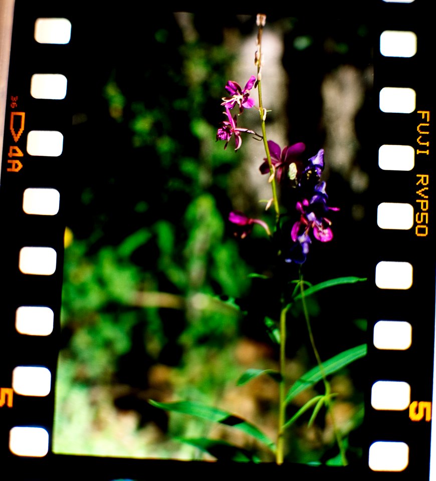 Fireweed and monks hood with a bee