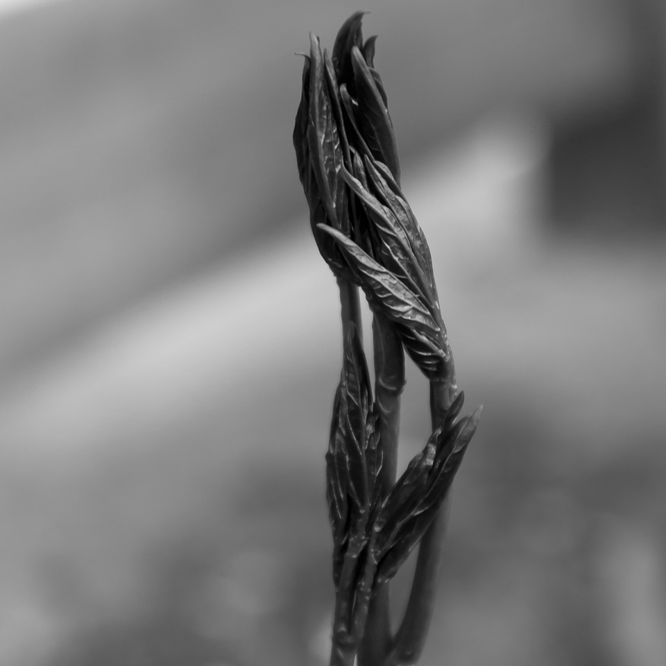 Black and white close up nature