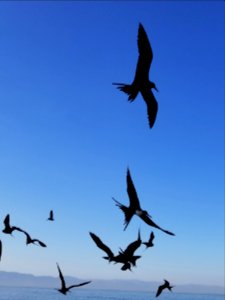 The birds