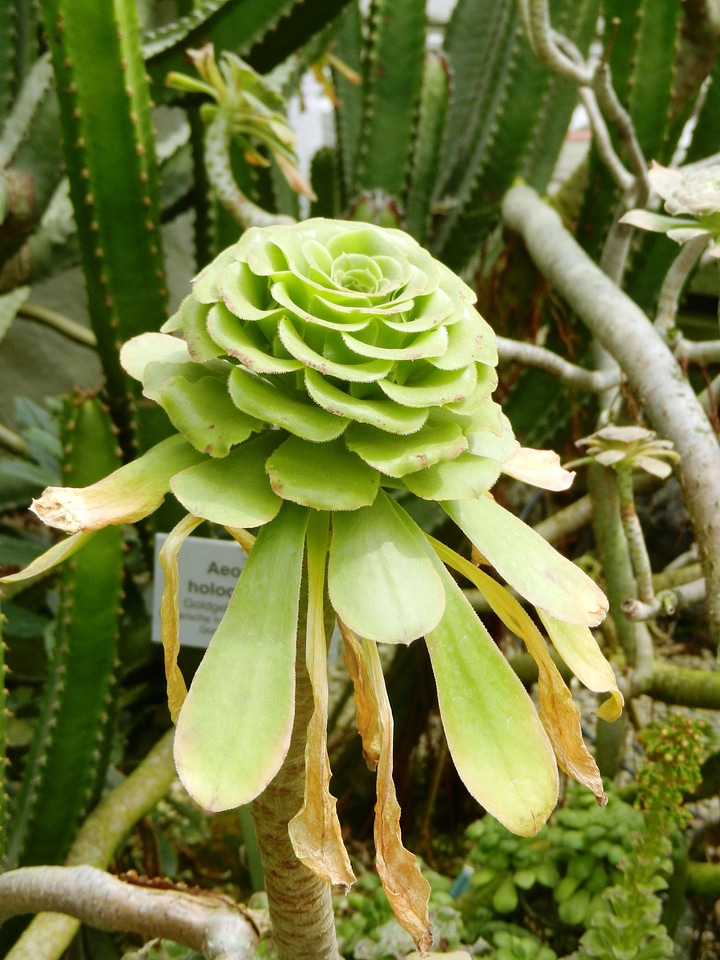 Plant drought green