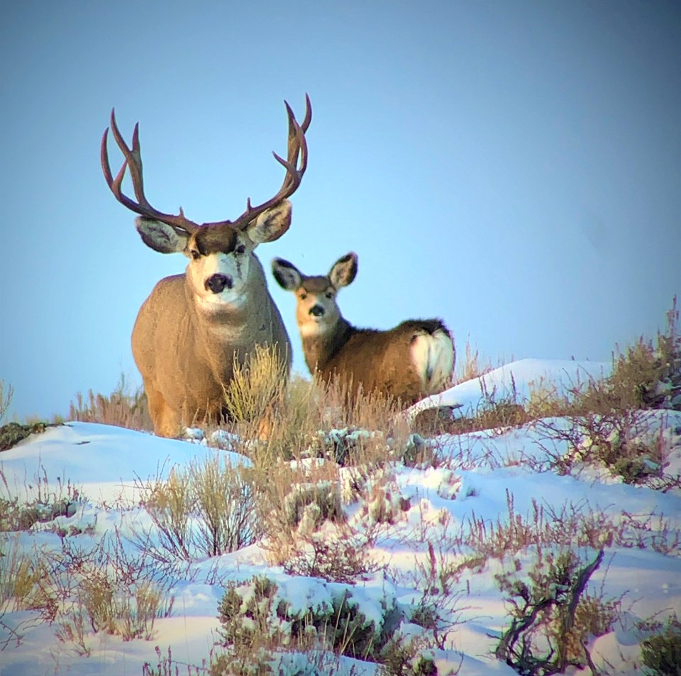 Rutting Mule Deer Buck - Big Sandy