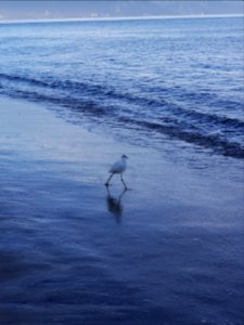 Egret again