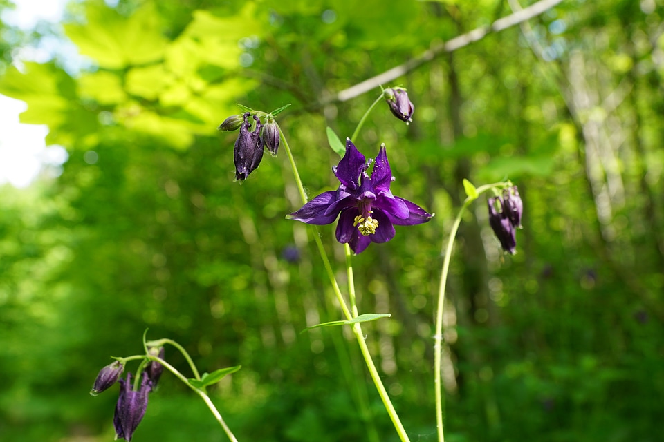 Bloom nature spring
