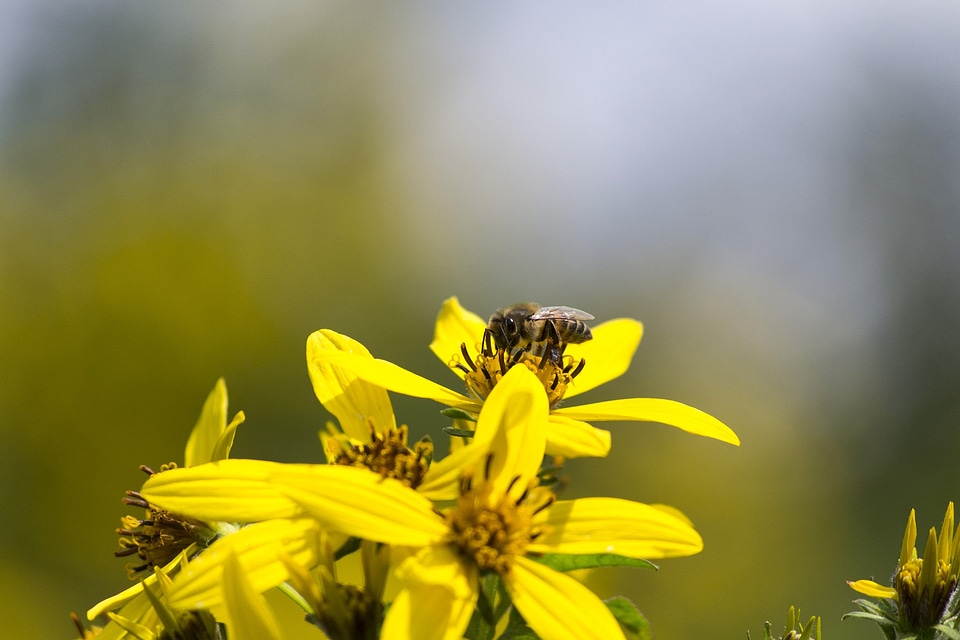 Flower bee yellow