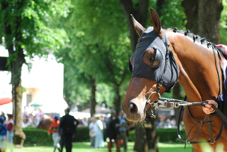 Race horses racecourse
