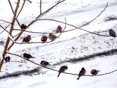 birds under snow photo
