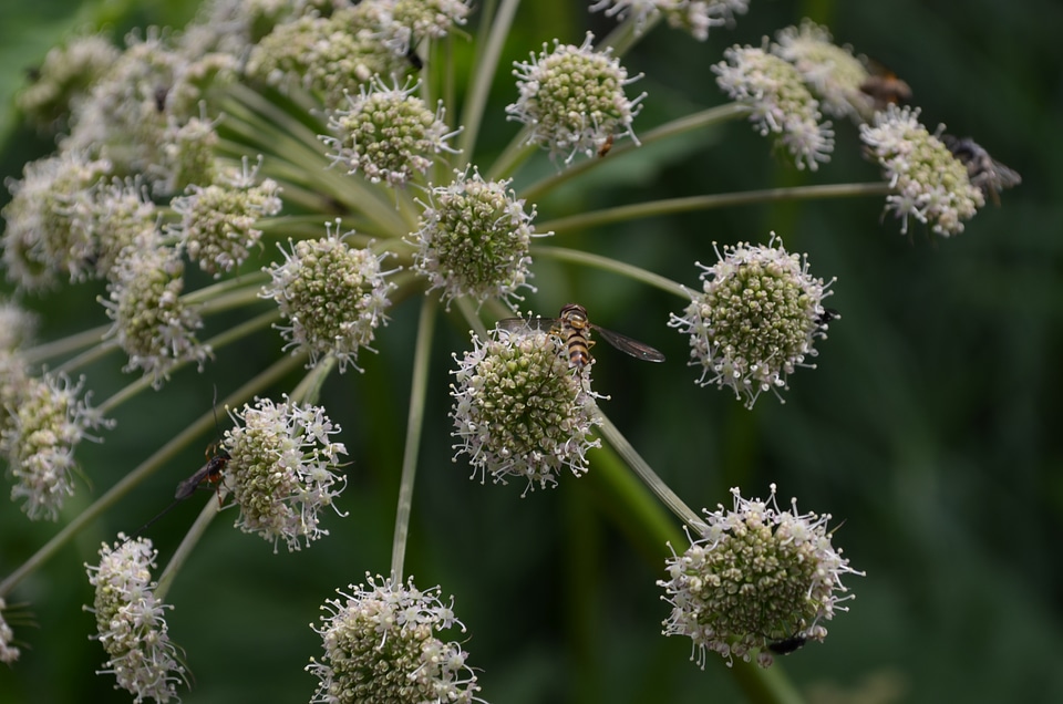 Macro nature green