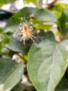 Day 238 web developer