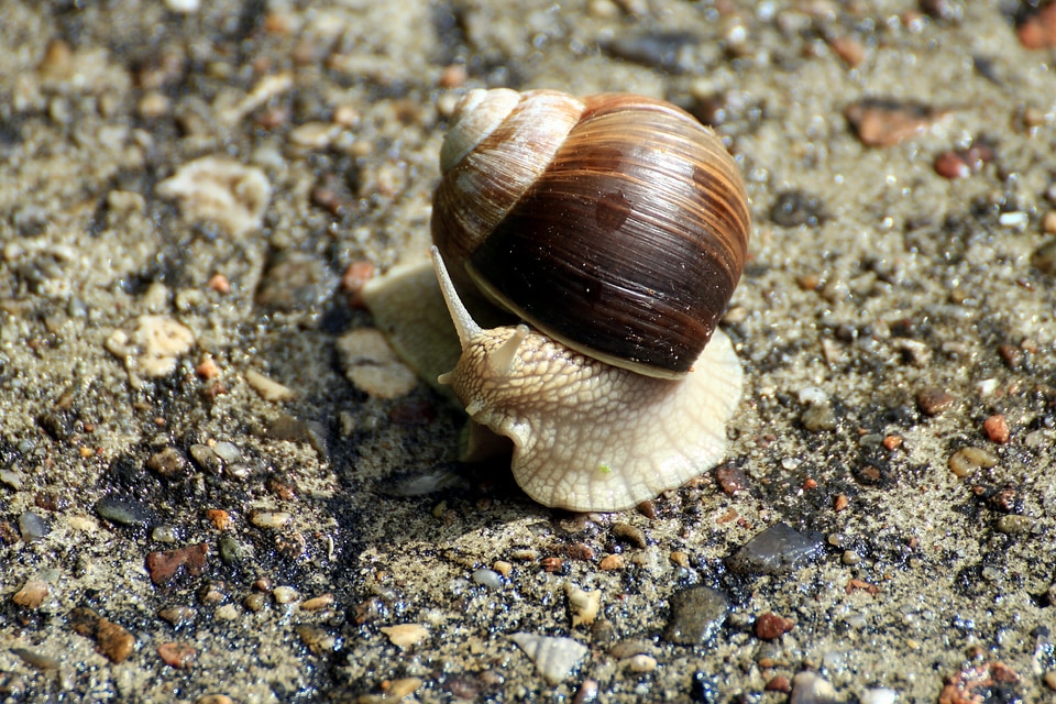 Land snail animal bauchfuesser