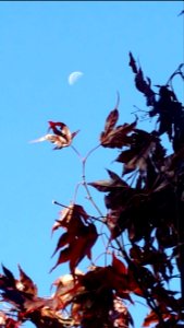 Day 196 moonset this morning