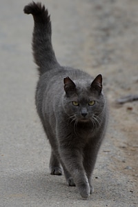 Cats animal carthusian
