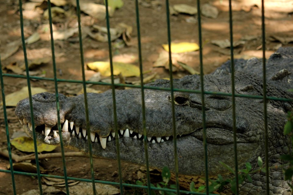 IMG 0585